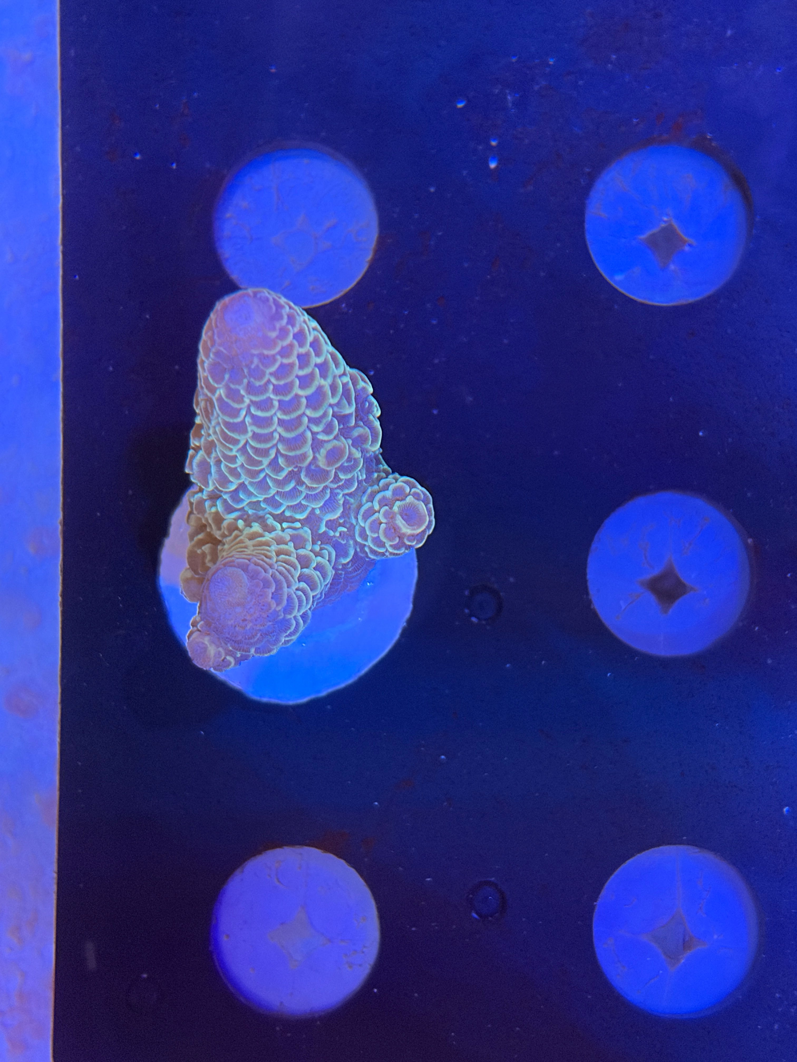 澳洲龍鱗（斷肢）