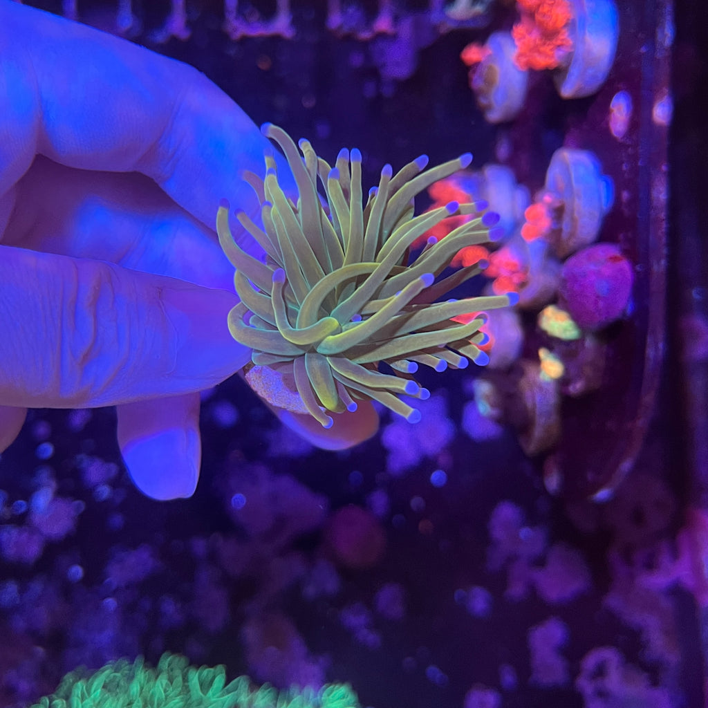 好飼養的人工米粉、金米粉、龍魂金、聖杯