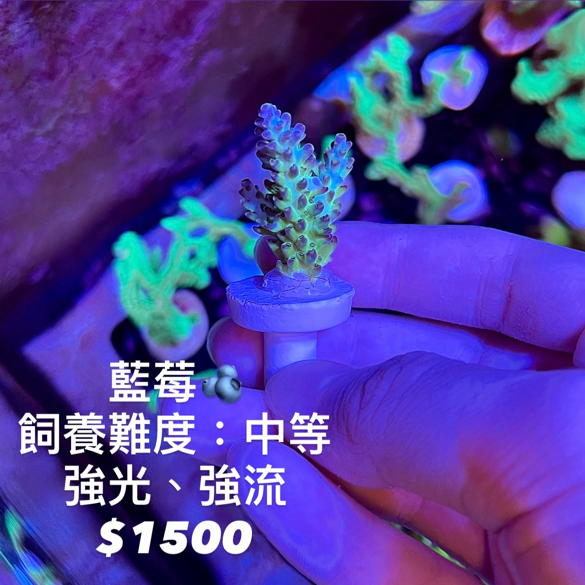 硬骨所見所得
