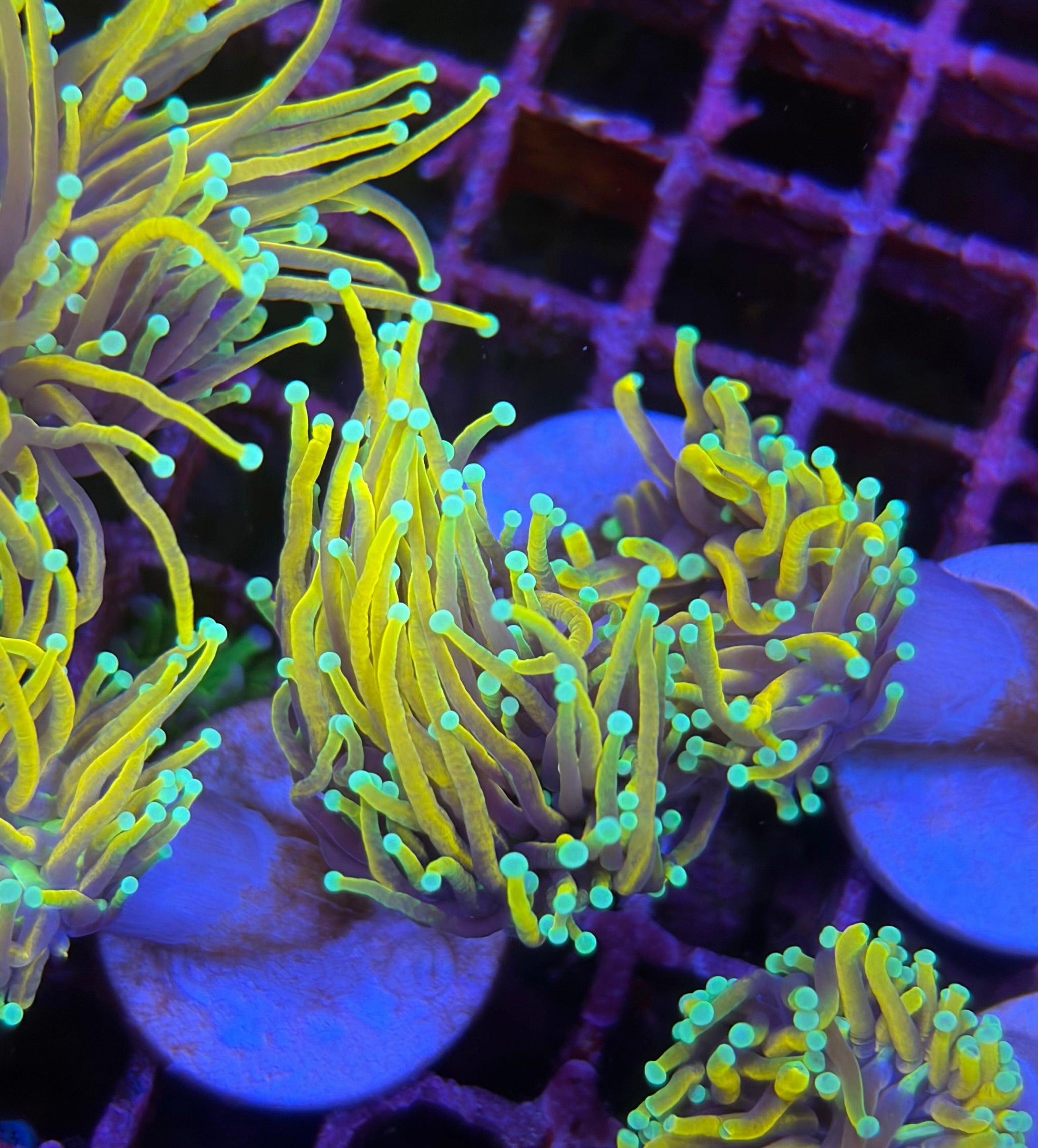 好飼養的人工米粉、金米粉、龍魂金、聖杯