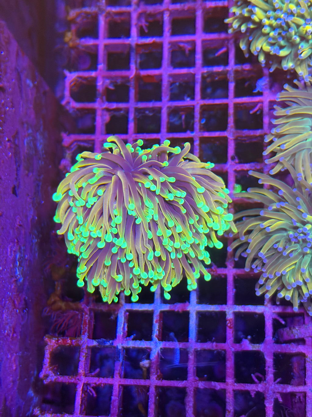 人工米粉（地獄火、龍魂金、金米粉）