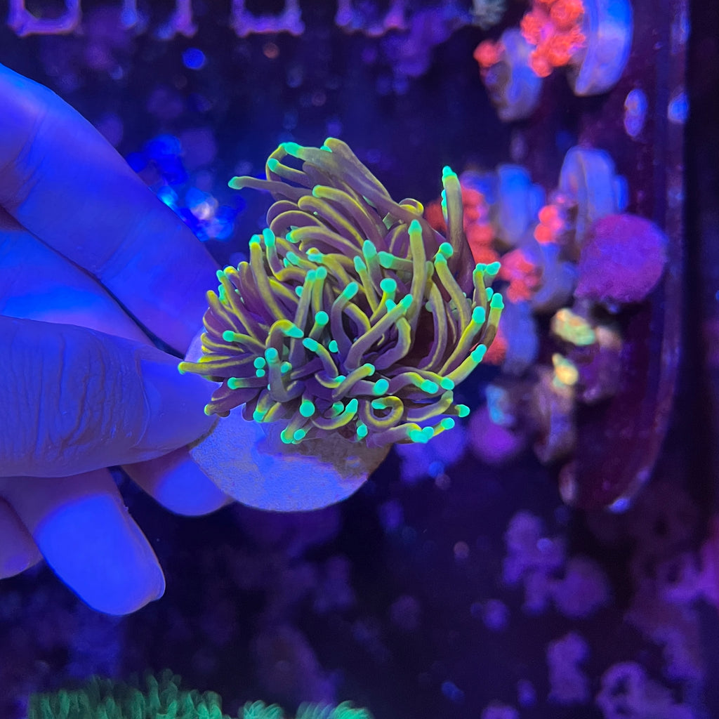 好飼養的人工米粉、金米粉、龍魂金、聖杯