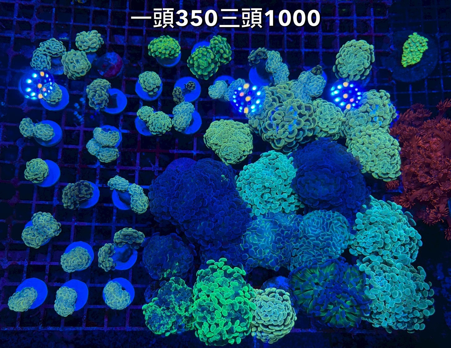 人工榔頭（多種顏色）