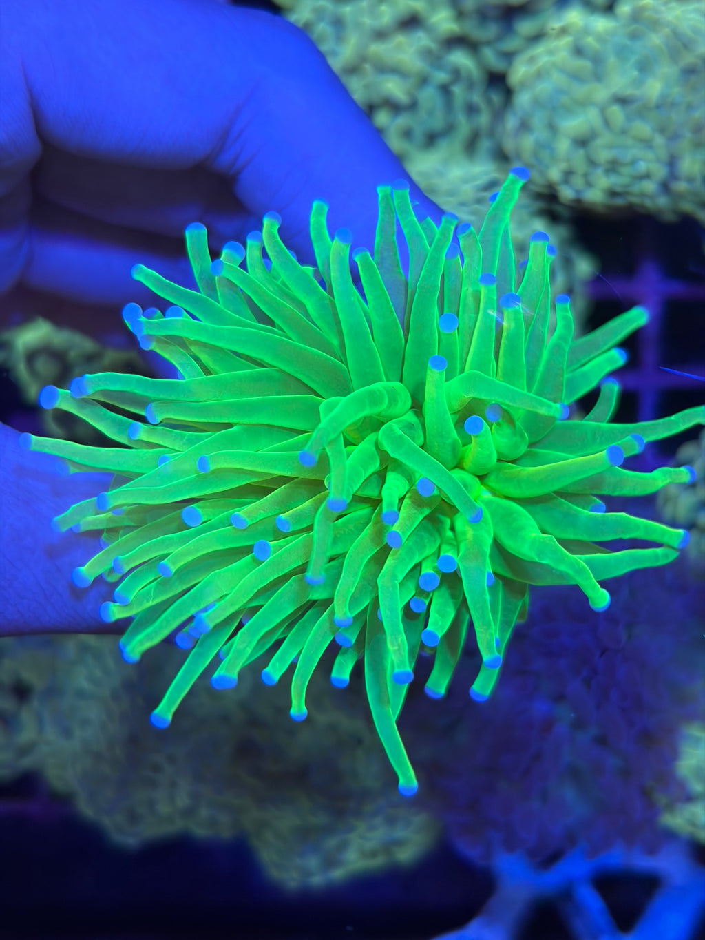 好飼養的人工米粉、金米粉、龍魂金、聖杯