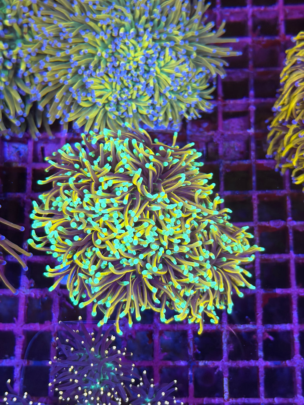 人工米粉（地獄火、龍魂金、金米粉）