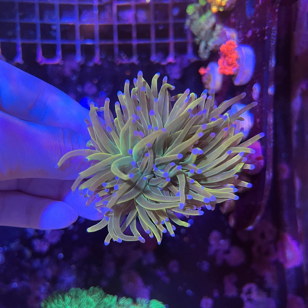 好飼養的人工米粉、金米粉、龍魂金、聖杯