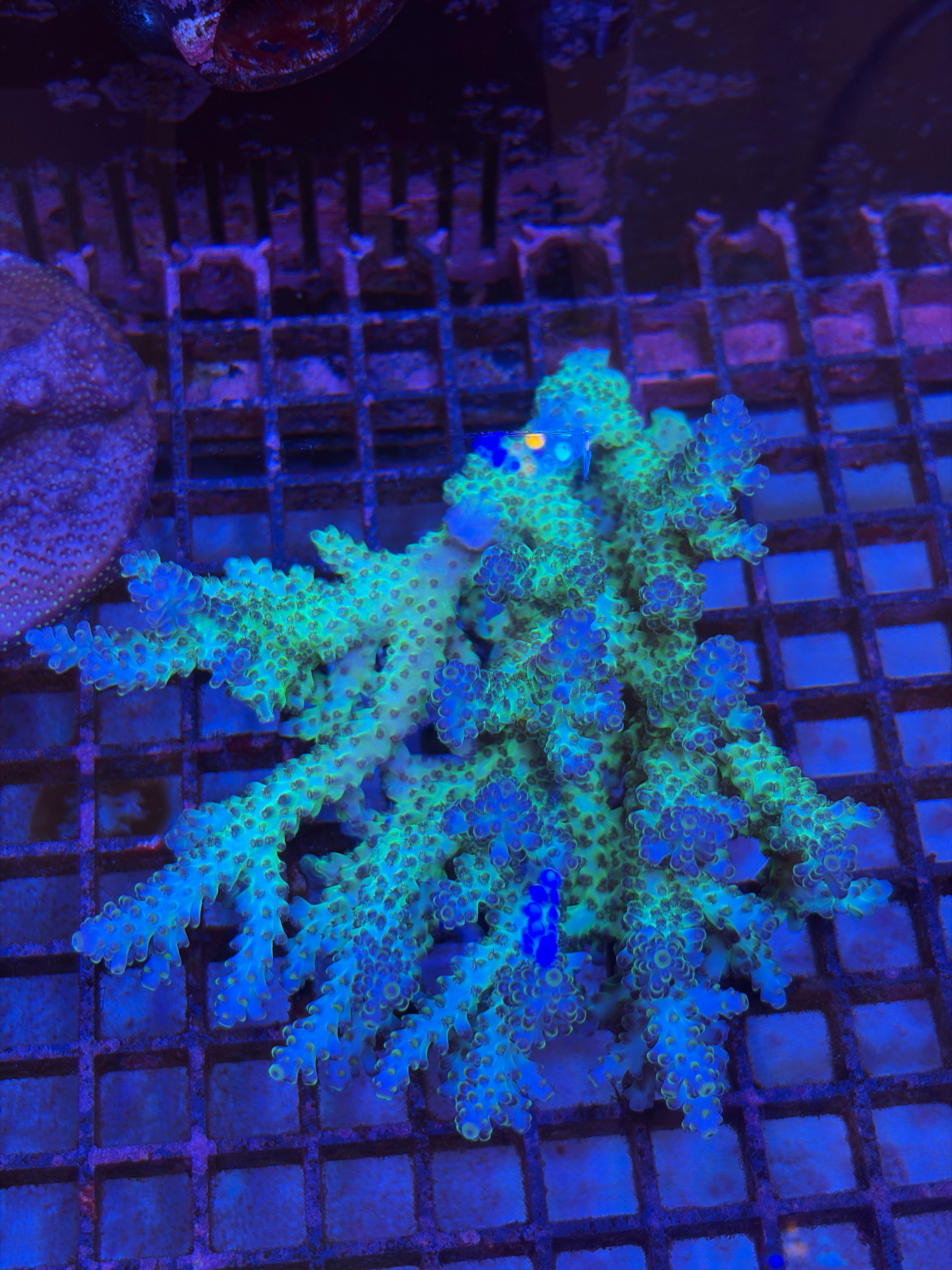 HF天空藍莓（斷肢）