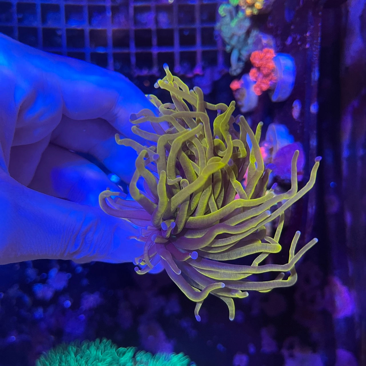 好飼養的人工米粉、金米粉、龍魂金、聖杯