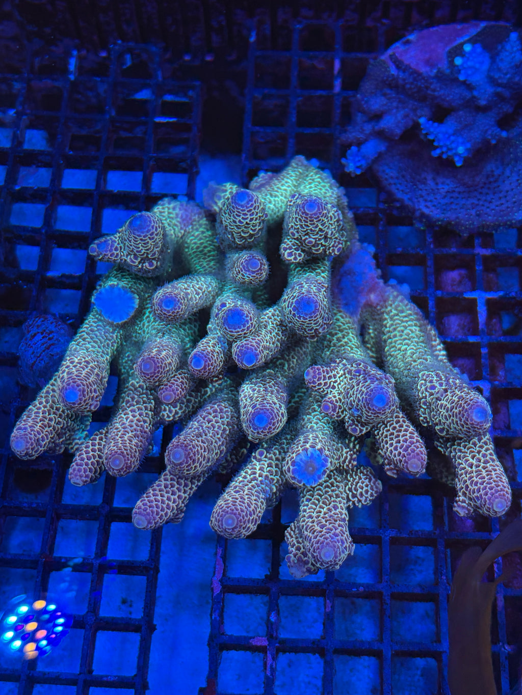 澳洲龍鱗（斷肢）