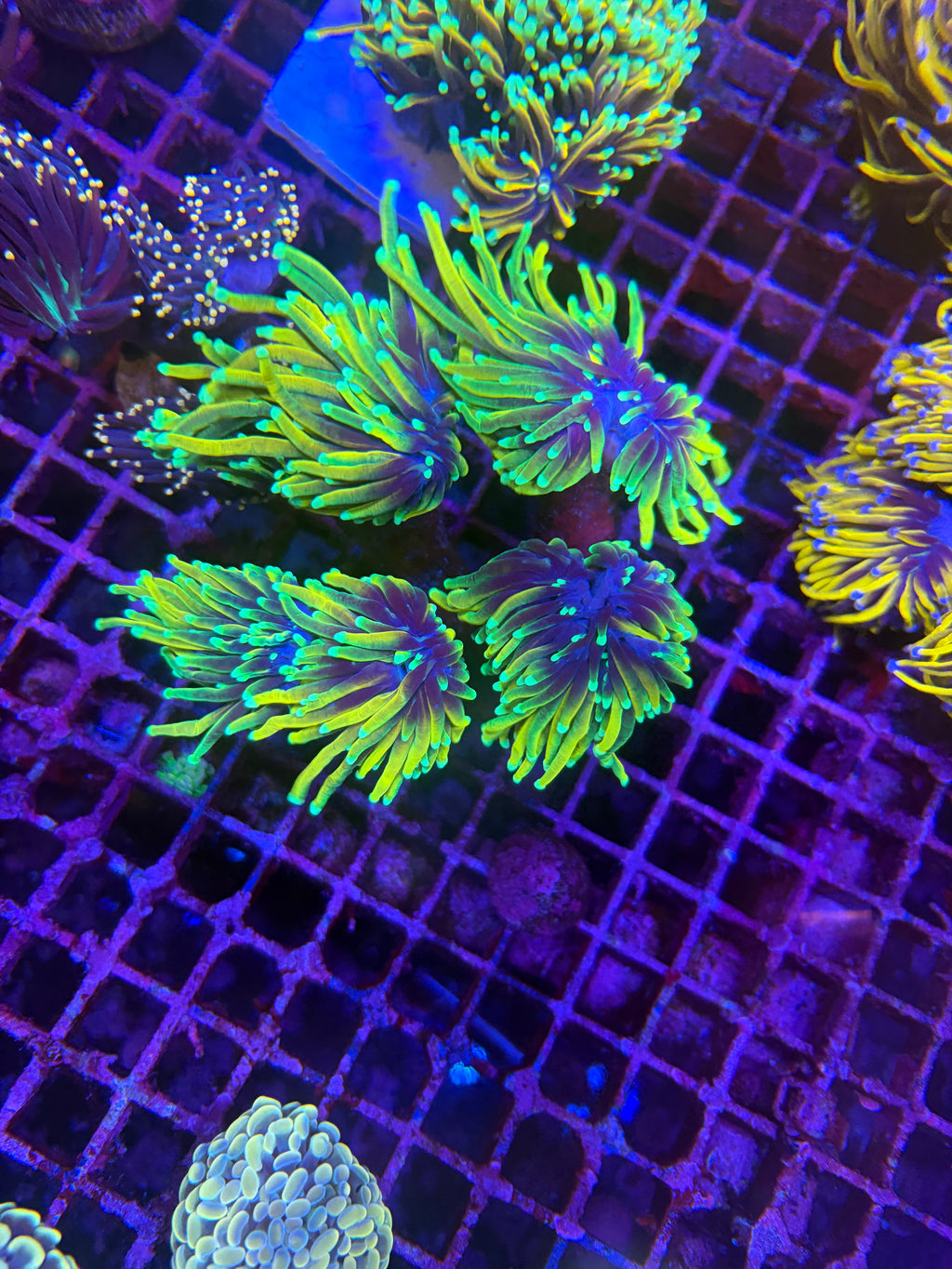 人工米粉（地獄火、龍魂金、金米粉）