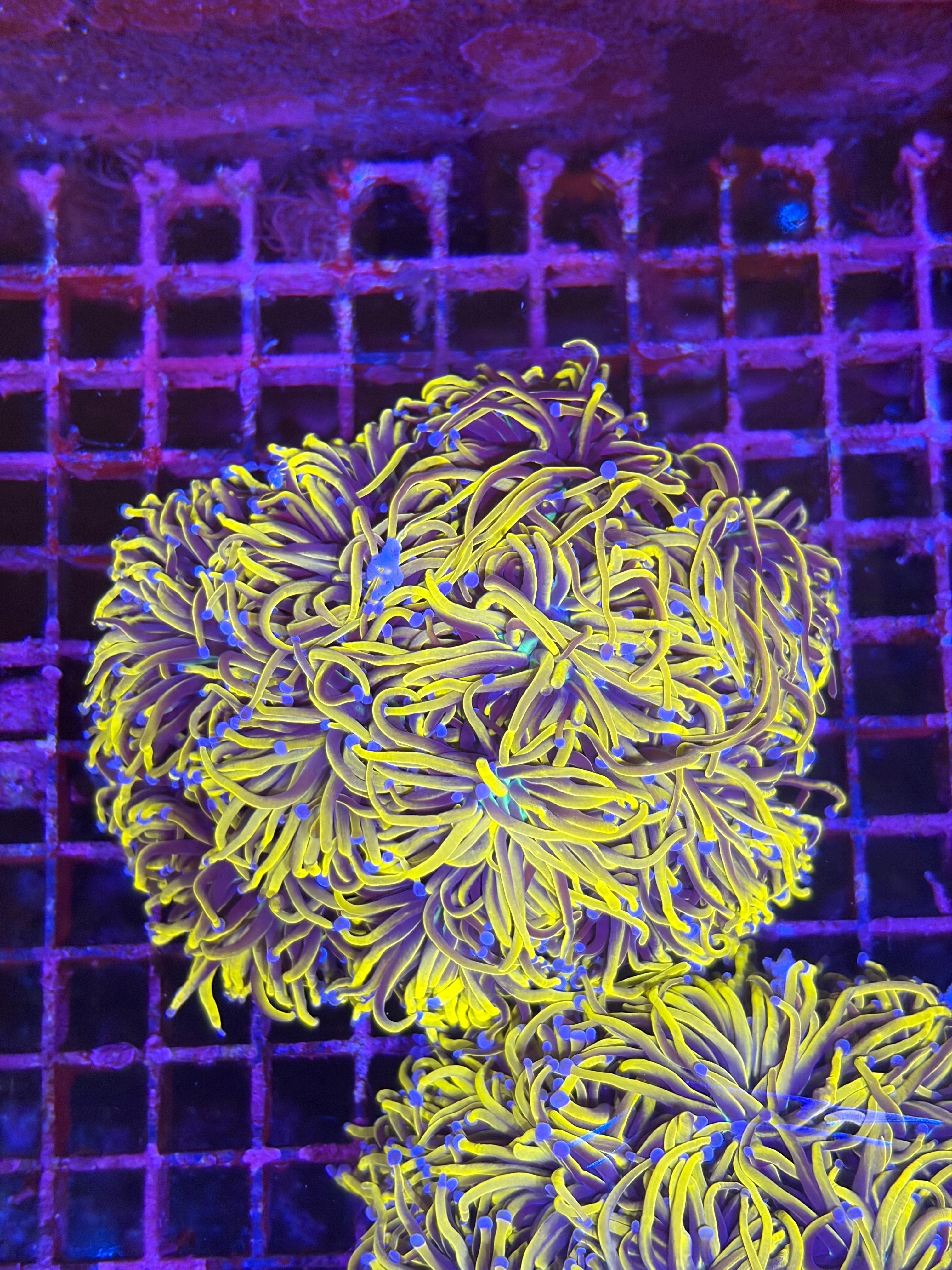 人工米粉（地獄火、龍魂金、金米粉）