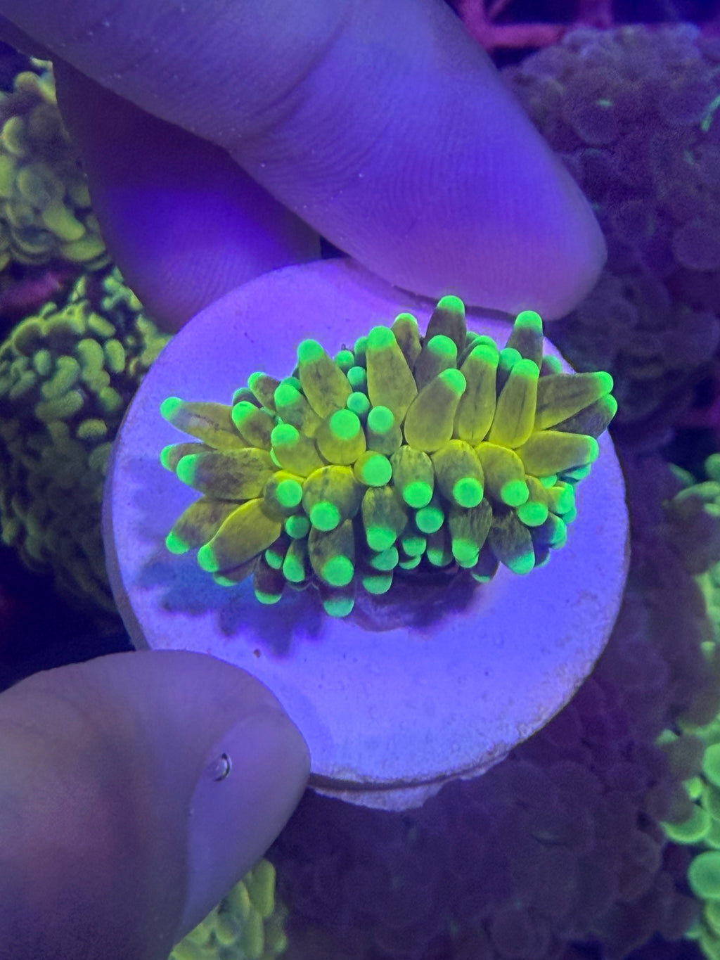 好飼養的人工米粉、金米粉、龍魂金、聖杯