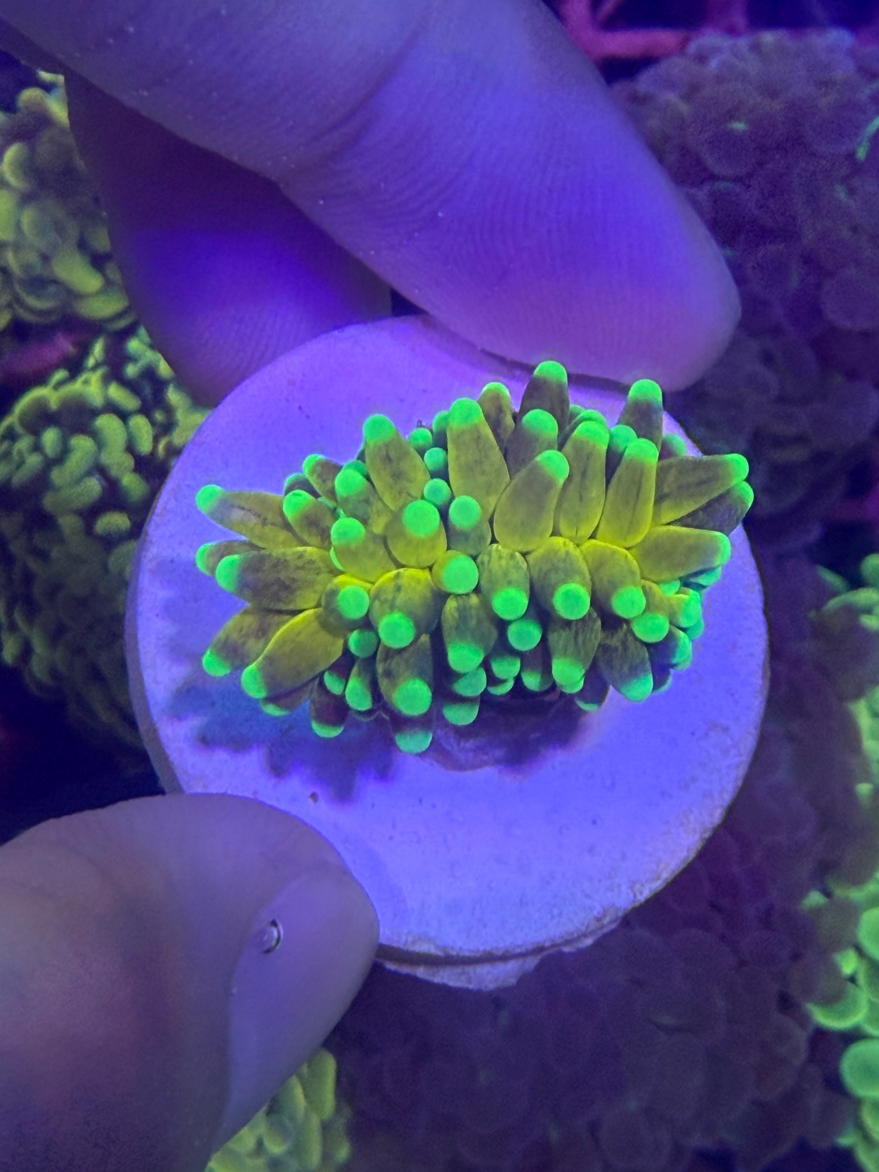 好飼養的人工米粉、金米粉、龍魂金、聖杯