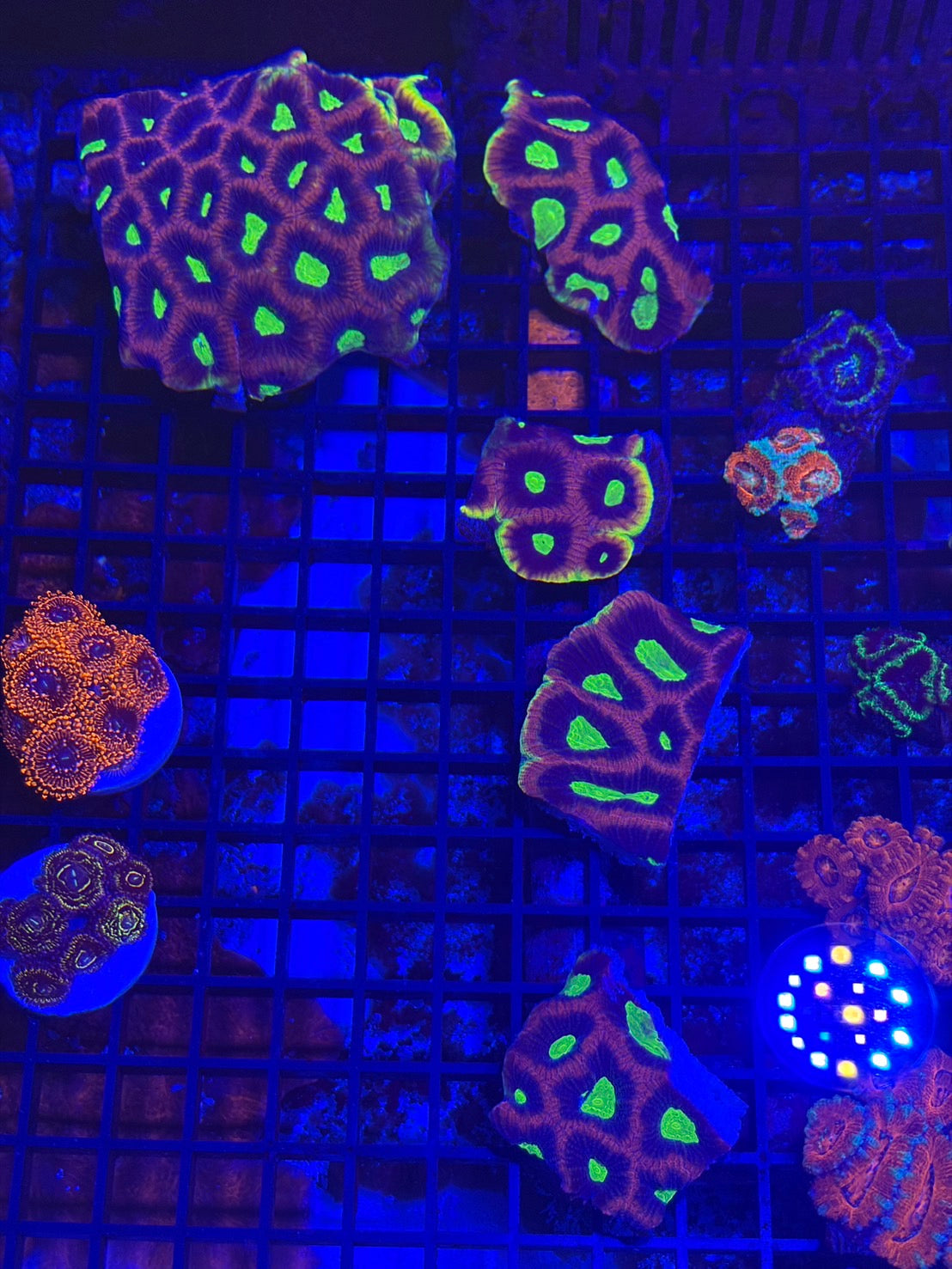 澳洲龜殼腦（小）