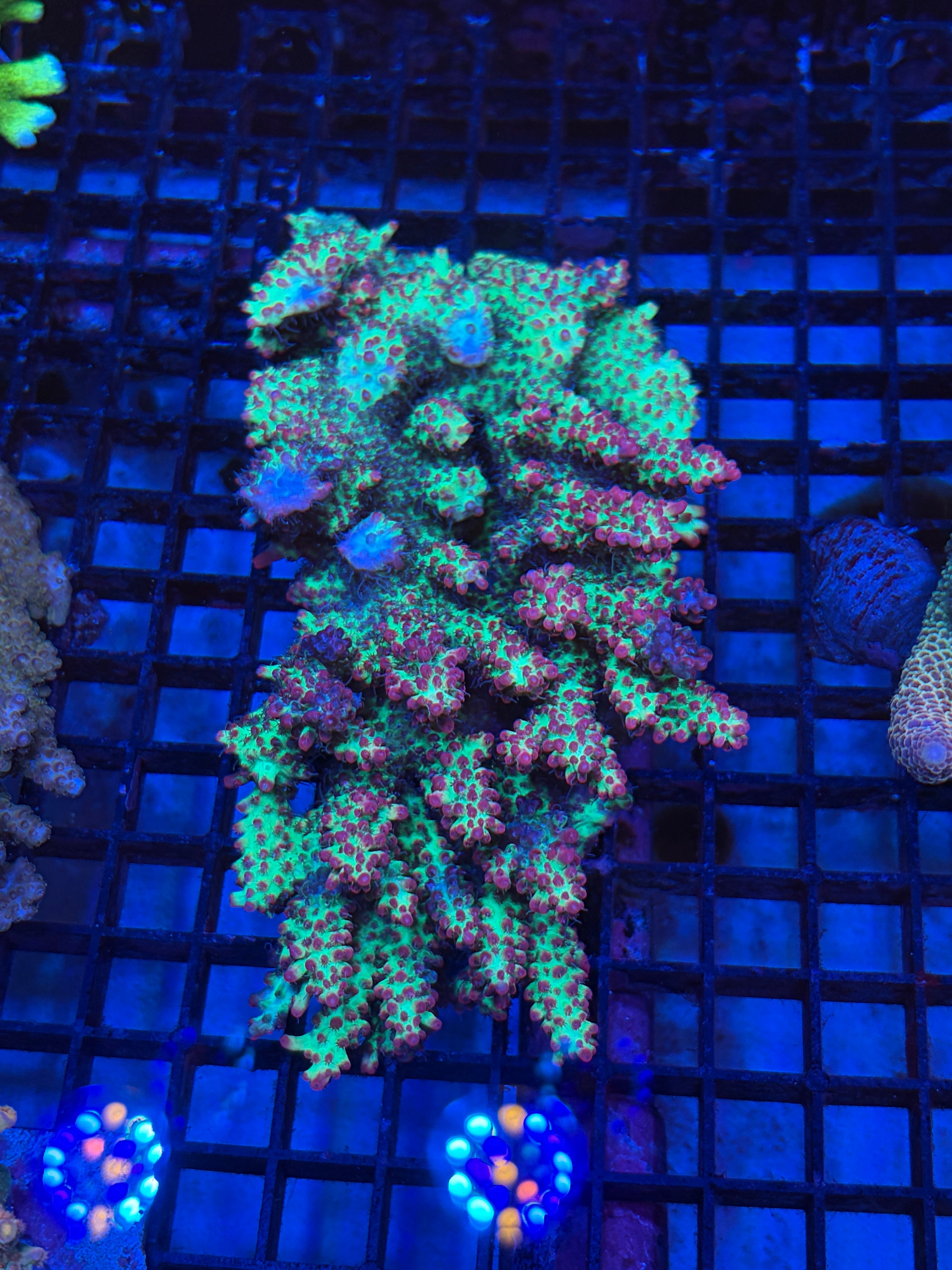 草莓蛋糕（斷肢）