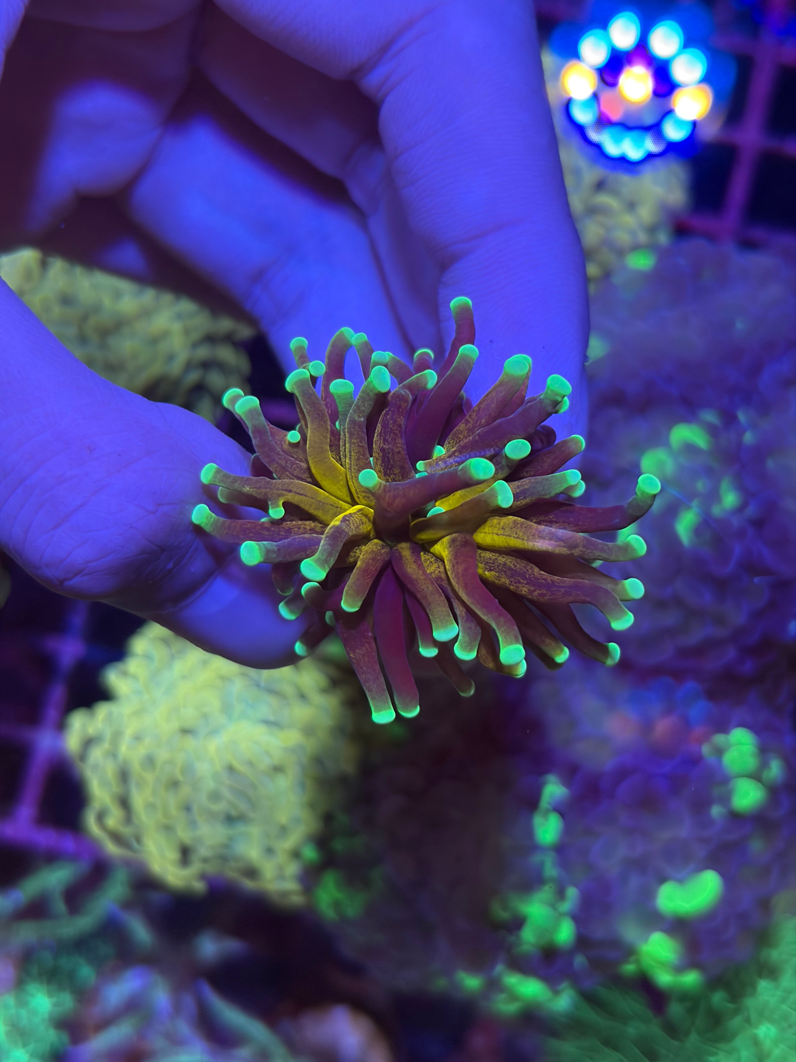 好飼養的人工米粉、金米粉、龍魂金、聖杯