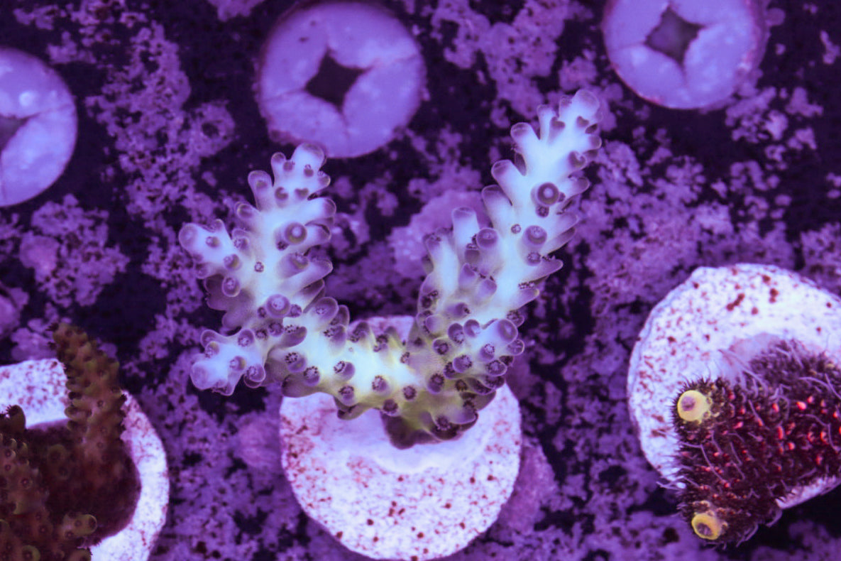 HF天空藍莓（斷肢）