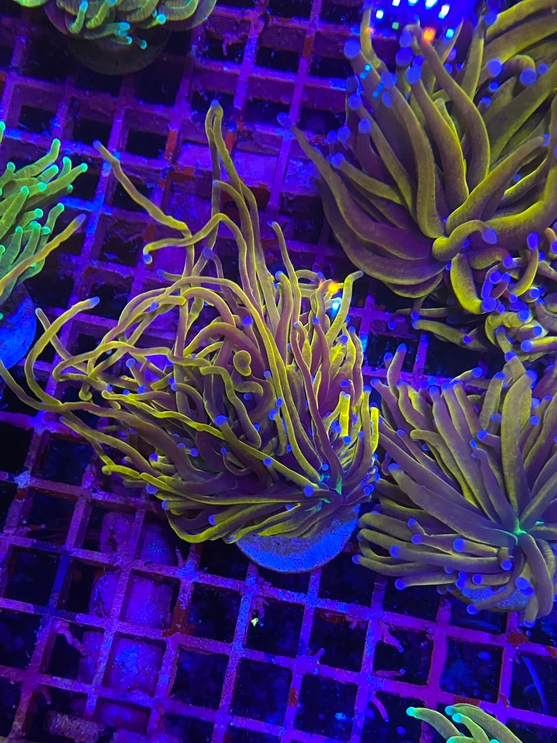 人工金米粉一頭