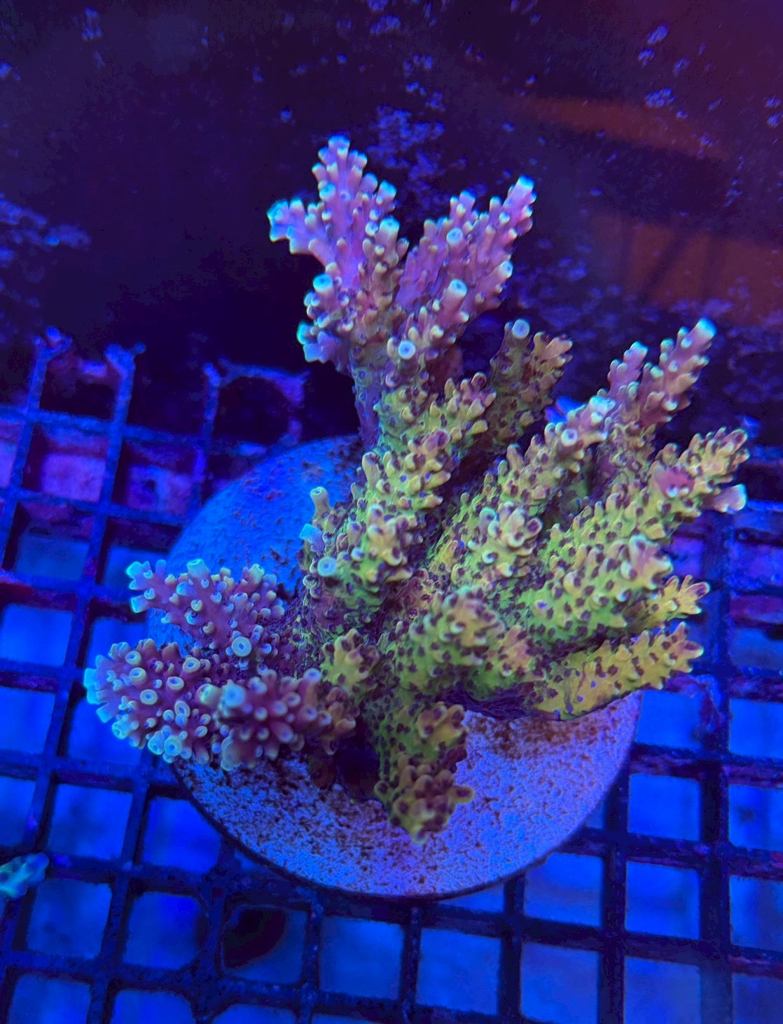 凱迪拉克（斷肢）