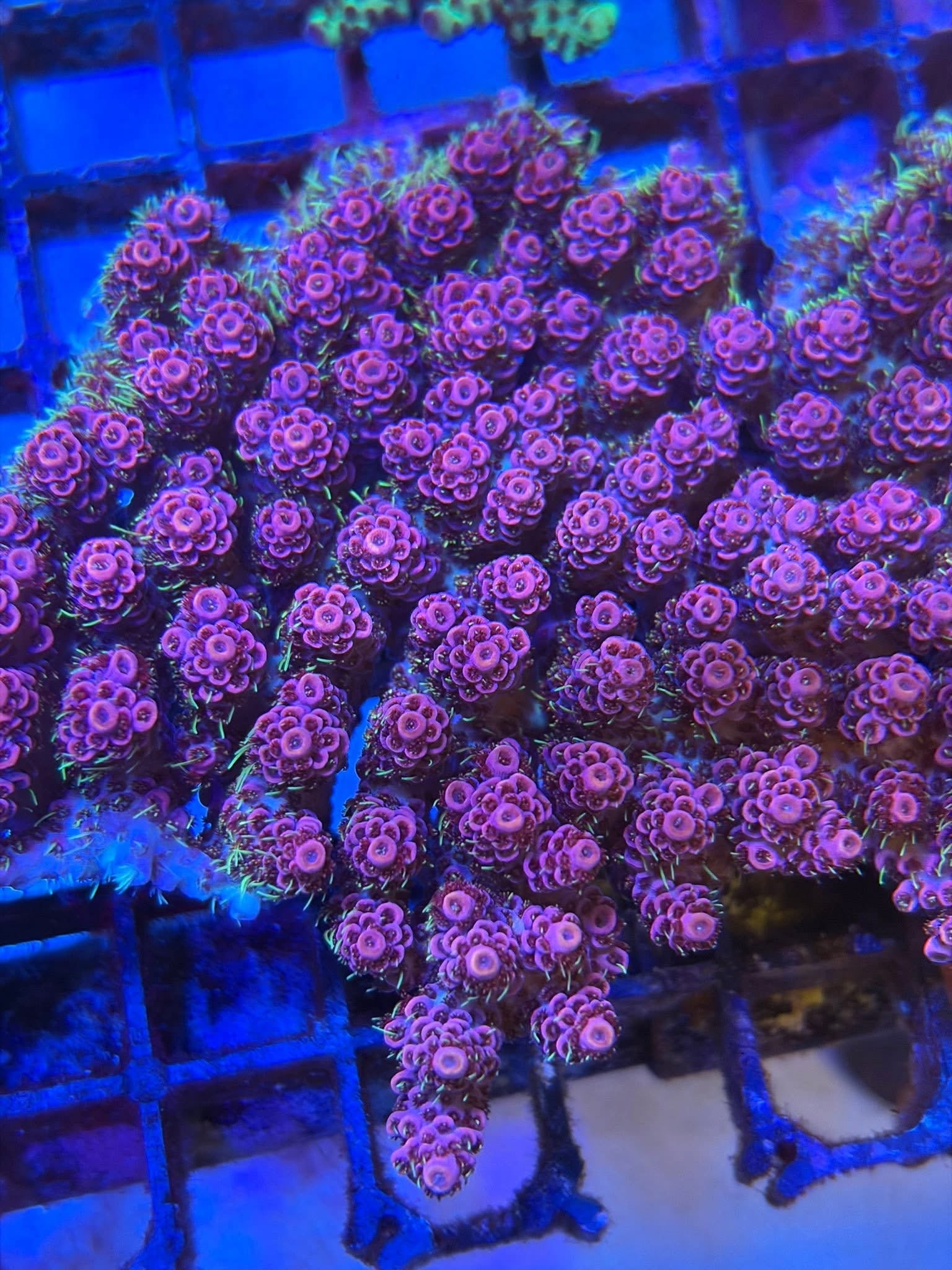 澳洲海珊（斷肢）