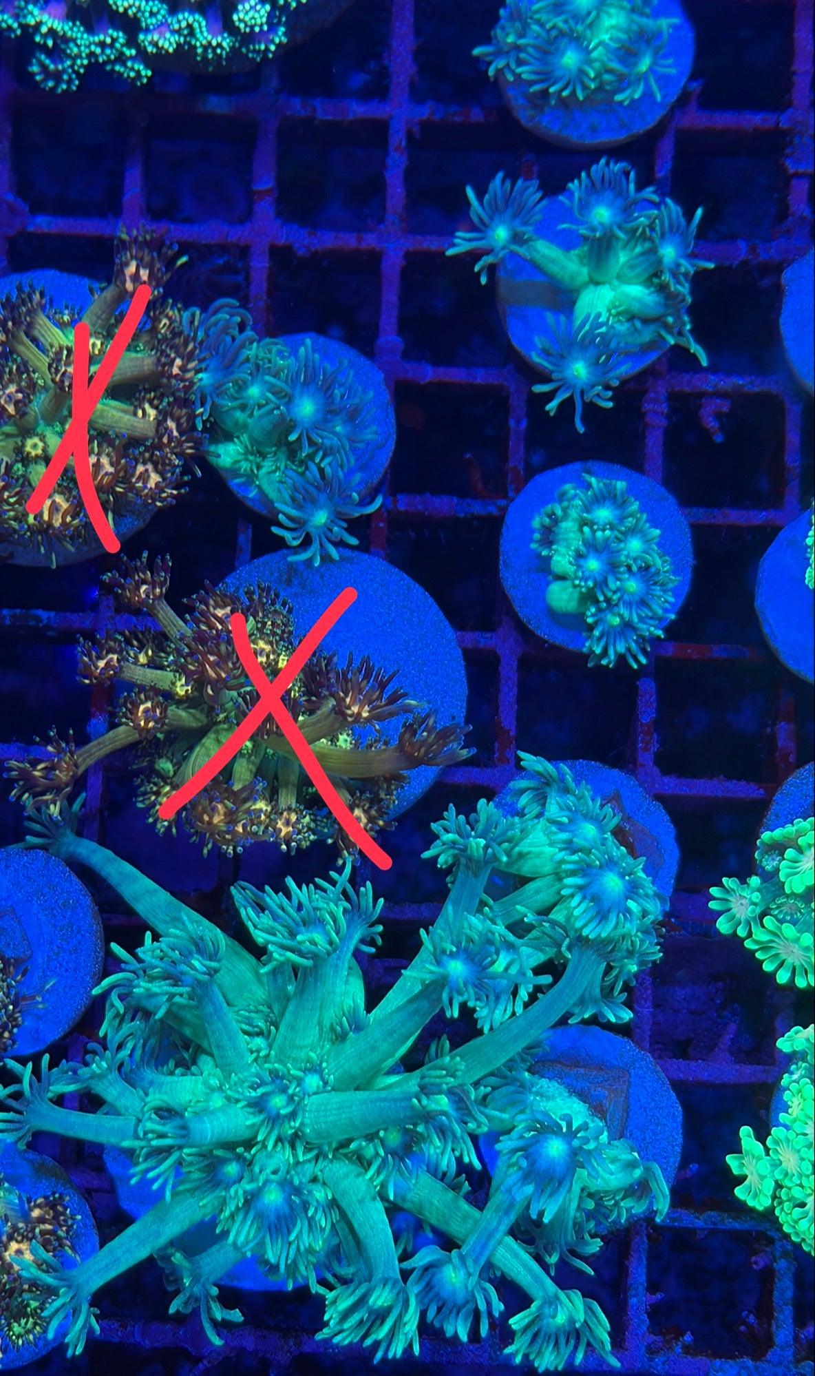 綠心單包（小）